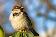 1st Apr 2018 - sparrow