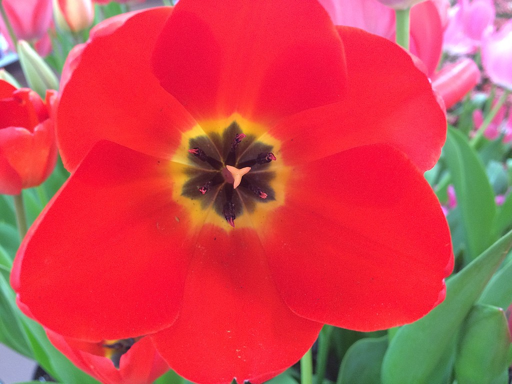 RED tulip by homeschoolmom