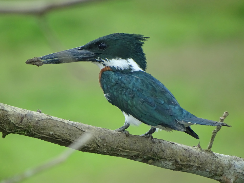 Amazon Kingfisher, Costa Rica by annepann