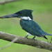 Amazon Kingfisher, Costa Rica by annepann
