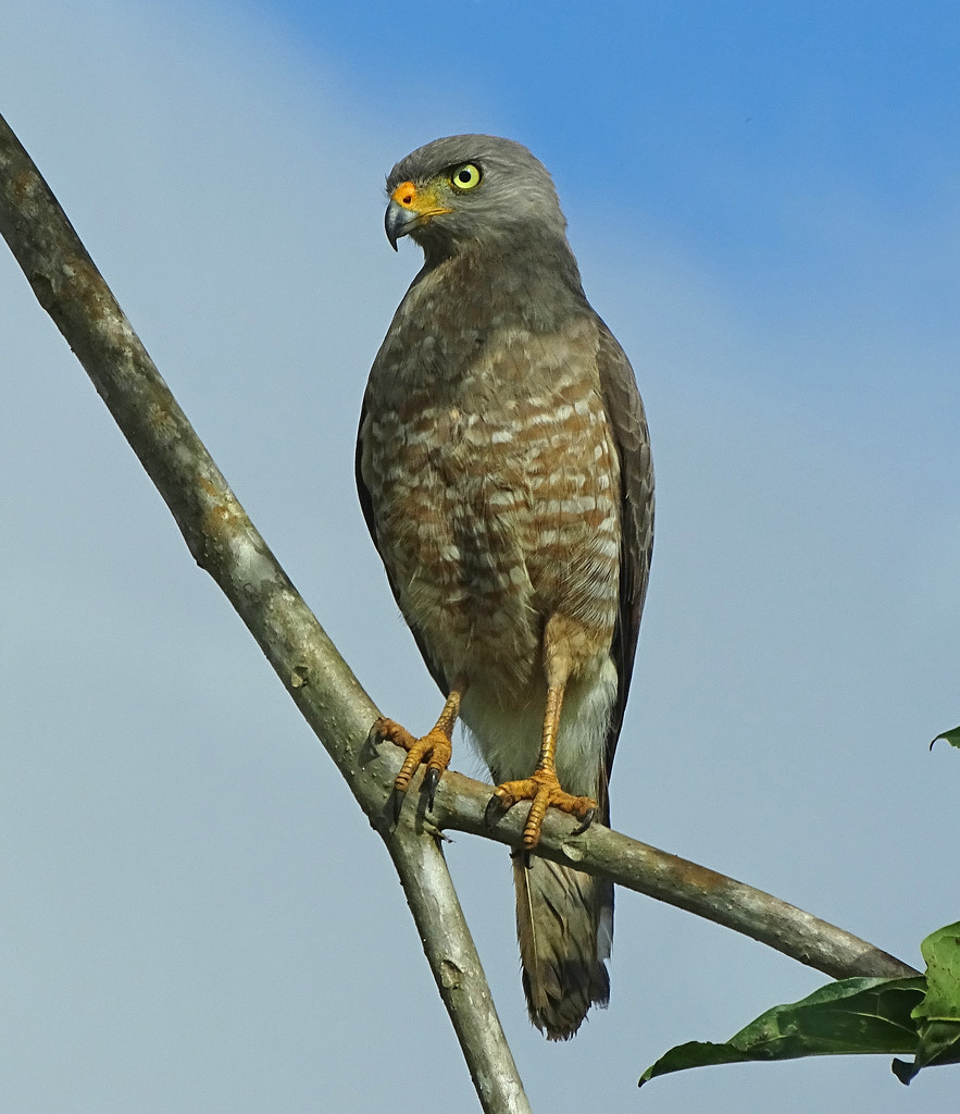 Roadside Hawk, Costa Rica by annepann