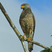Roadside Hawk, Costa Rica by annepann