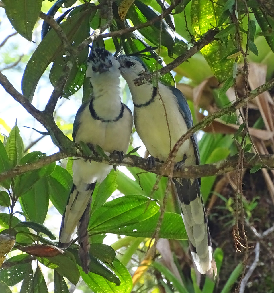 Magpie-Jays, Costa Rica by annepann