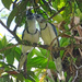 Magpie-Jays, Costa Rica by annepann