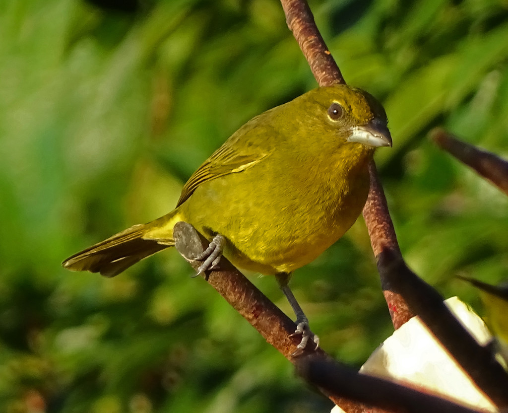 Hepatic Tanager, Costa Rica by annepann
