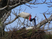 23rd Feb 2018 - Jabirui nest, Costa Rica