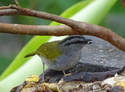25th Feb 2018 - Black-striped Sparrow, Costa Rica