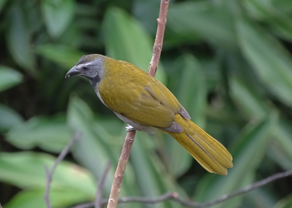 Buff-throated Saltator, Costa Rica by annepann