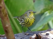 1st Mar 2018 - Cape May Warbler, Costa Rica