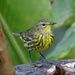Cape May Warbler, Costa Rica by annepann