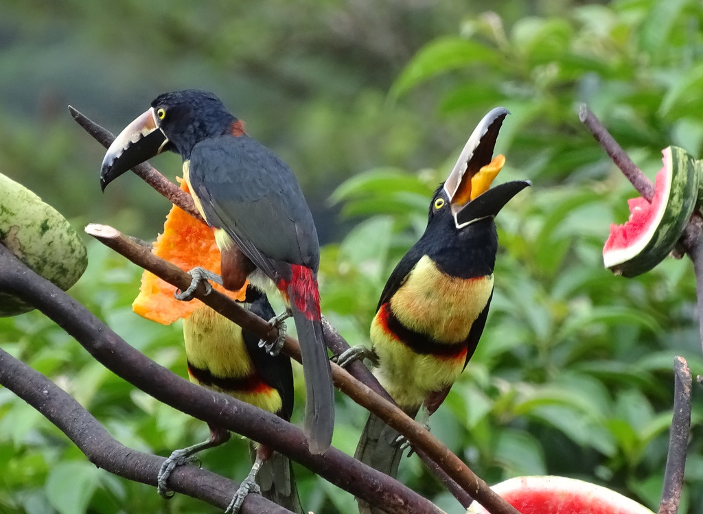 Collared Aracaris, Costa Rica by annepann