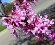 19th Mar 2018 - Redbud blooming in the park