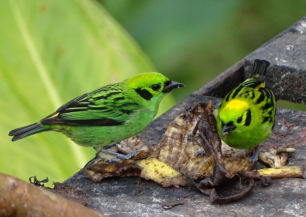 Emerald Tanagers, Costa Rica by annepann