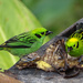 Emerald Tanagers, Costa Rica by annepann