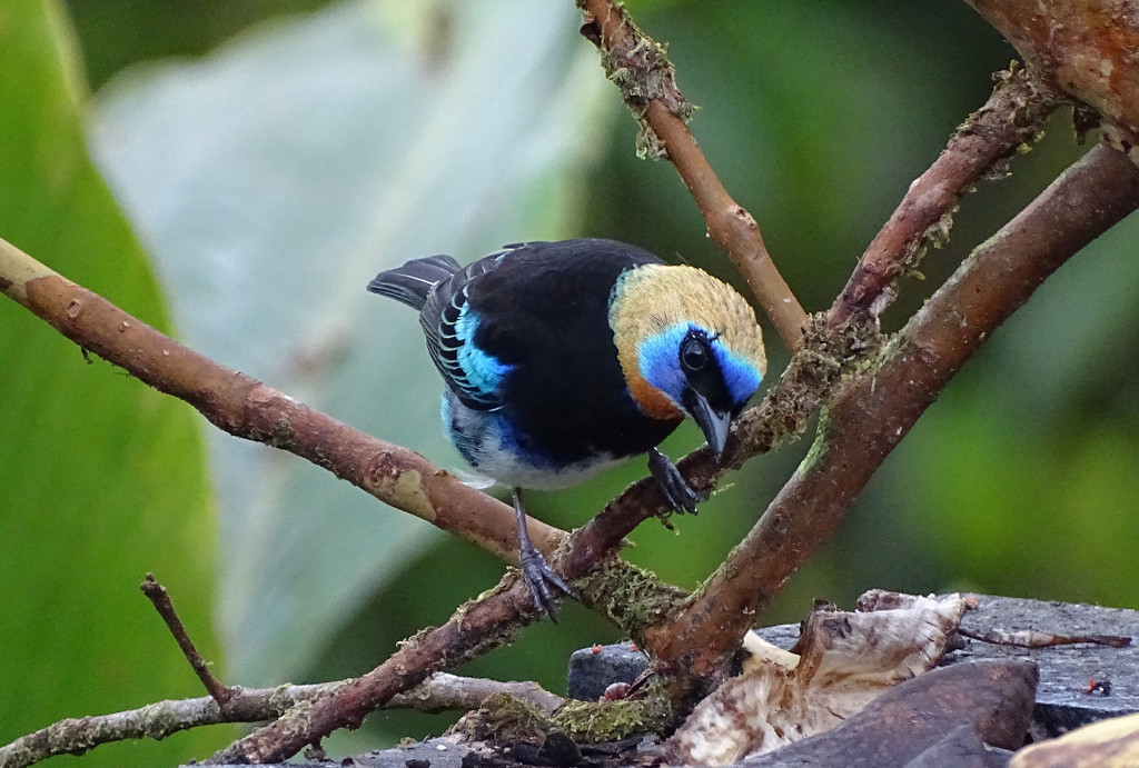 Golden-hooded Tanager, Costa Rica by annepann