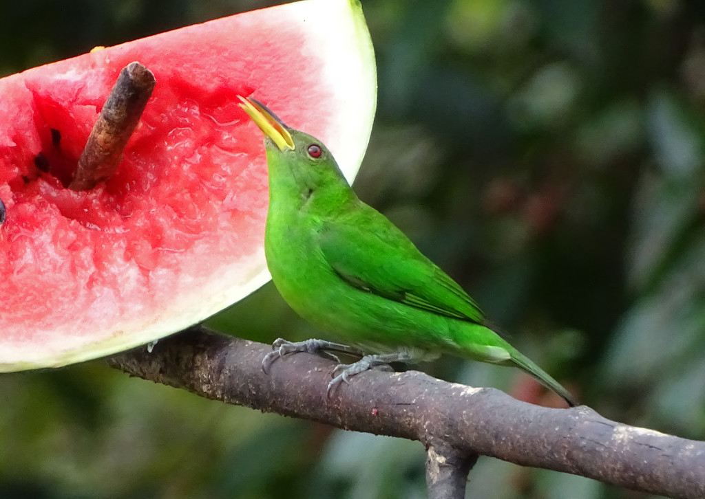 Green Honeycreeper, Costa Rica by annepann