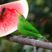 Green Honeycreeper, Costa Rica by annepann