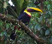 9th Mar 2018 - Yellow-throated Toucan, Costa Rica