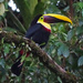 Yellow-throated Toucan, Costa Rica by annepann