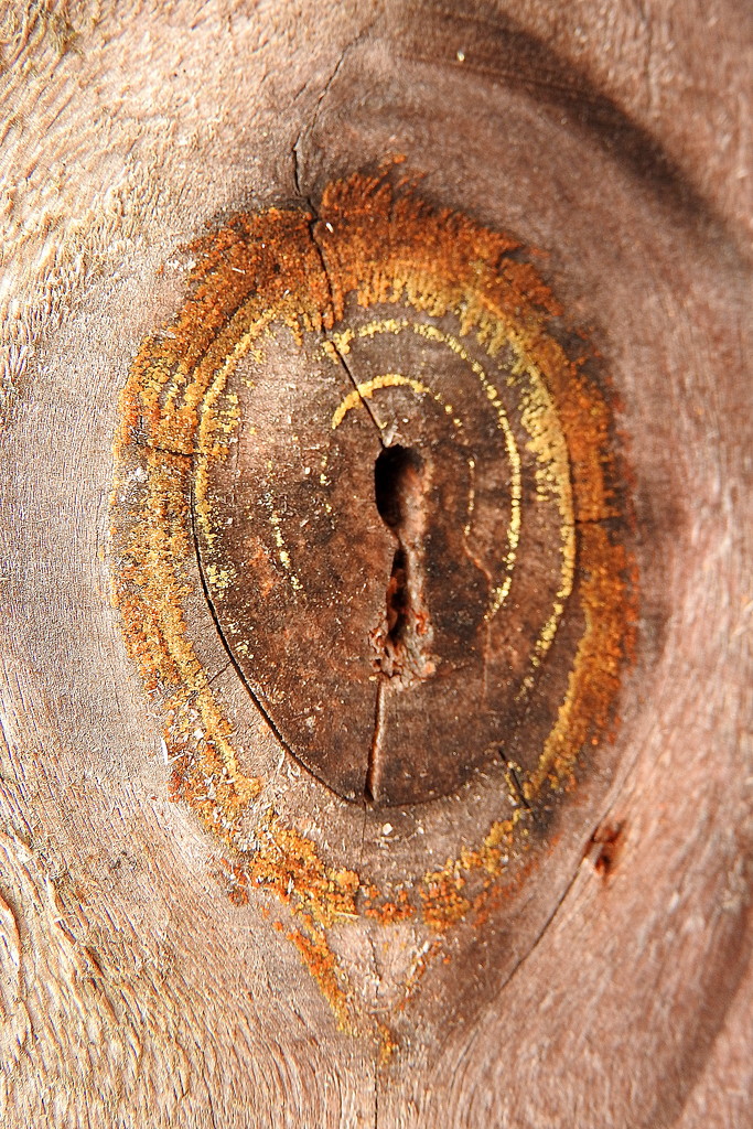 There's a keyhole in this knothole! by homeschoolmom