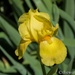 Heirloom Iris... by thewatersphotos