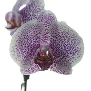 1st Apr 2018 - orchid