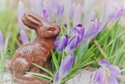 1st Apr 2018 - bunny hop