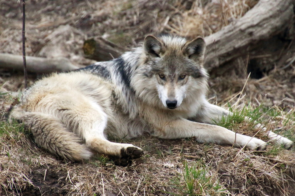 Resting Wolf by randy23