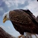 Eagle Eye by randy23