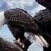 Eagle Eye 2 by randy23