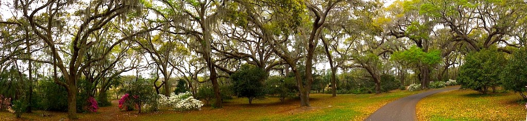 Live oaks and azaleas, Charleston, SC by congaree