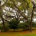 Live oaks and azaleas, Charleston, SC by congaree