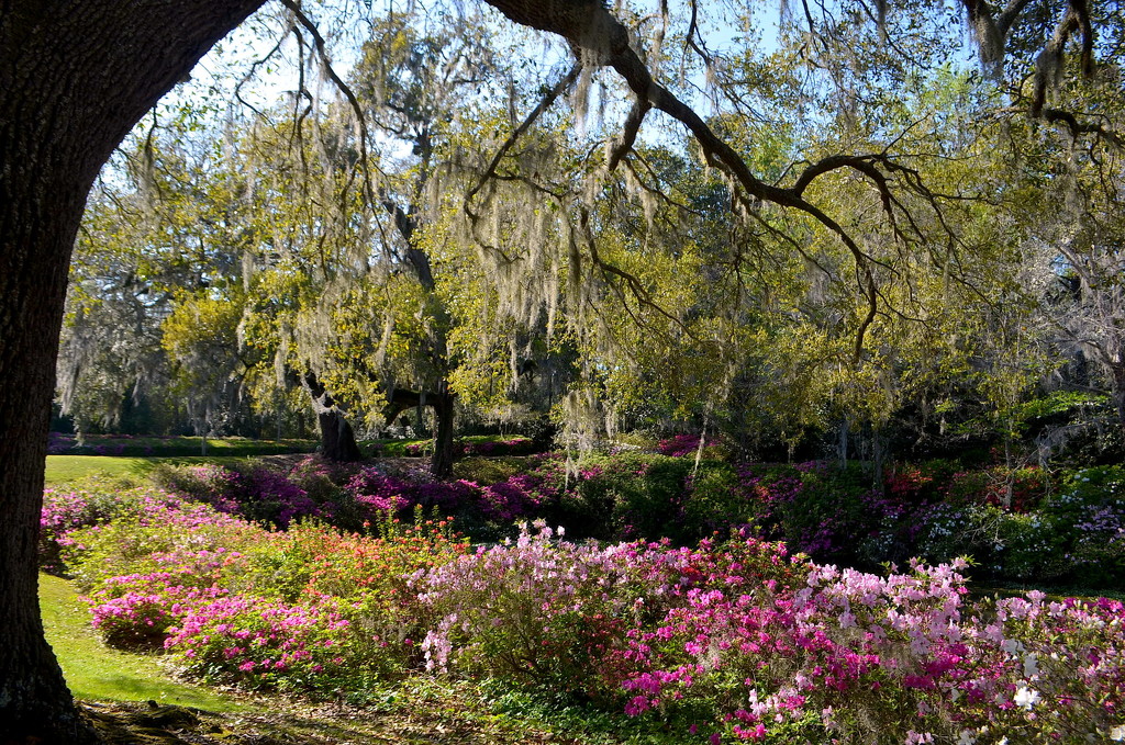 Middleton Place Gardens, Charleston, SC by congaree