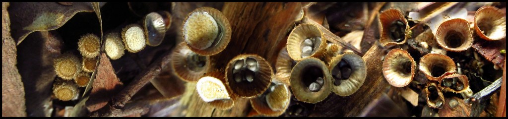 Fungi Tetraptych by robz