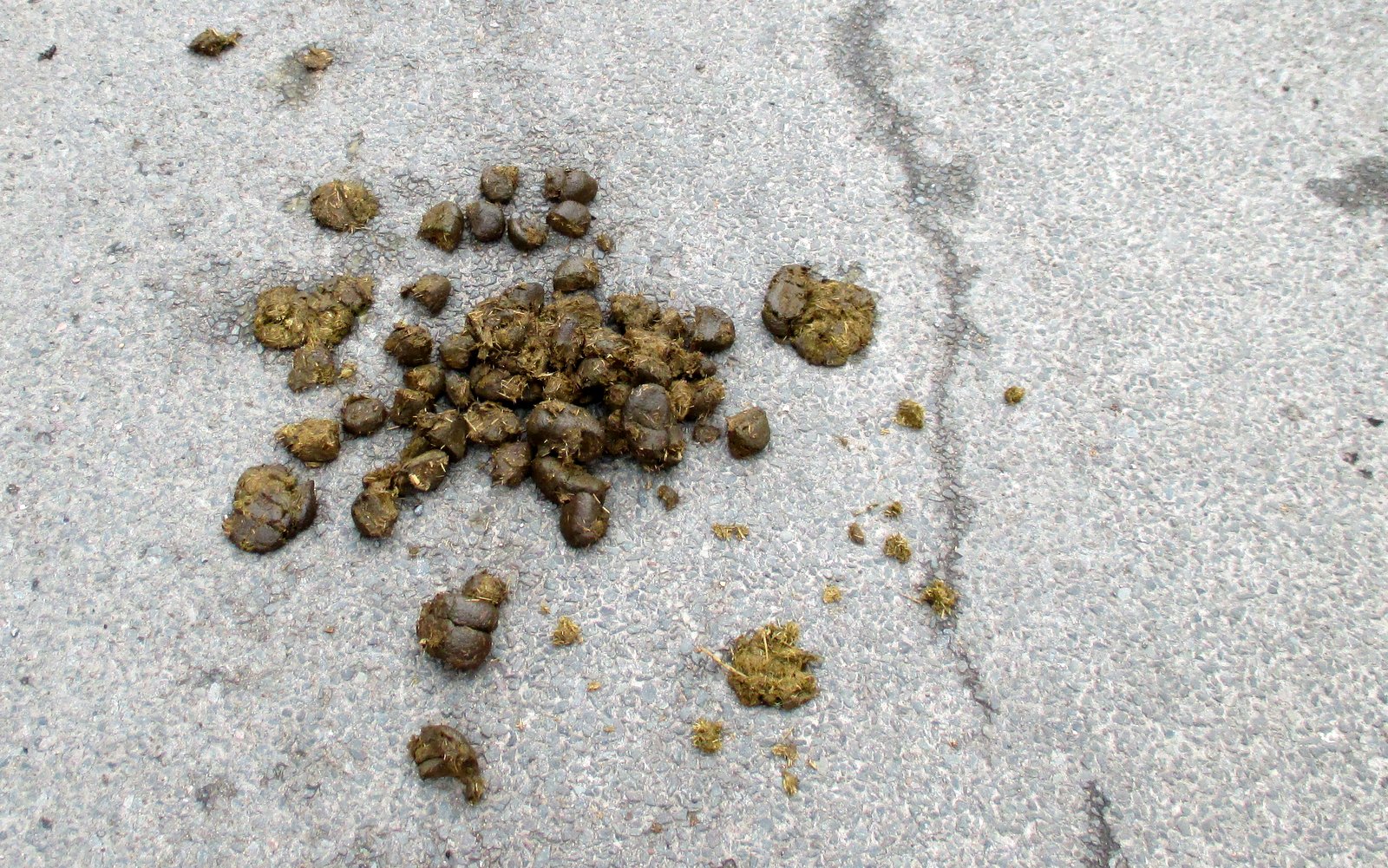 Horse Poo by xbm · 365 Project