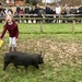 Pig races  by emma1231
