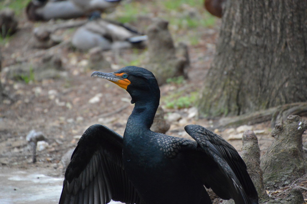 Cormorant by bigdad