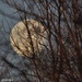 Peek A Boo Moon  by radiogirl