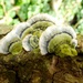 Green Bracket Fungus by julienne1