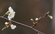 2nd Apr 2018 - Blossom