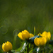More evidence of spring… by atchoo