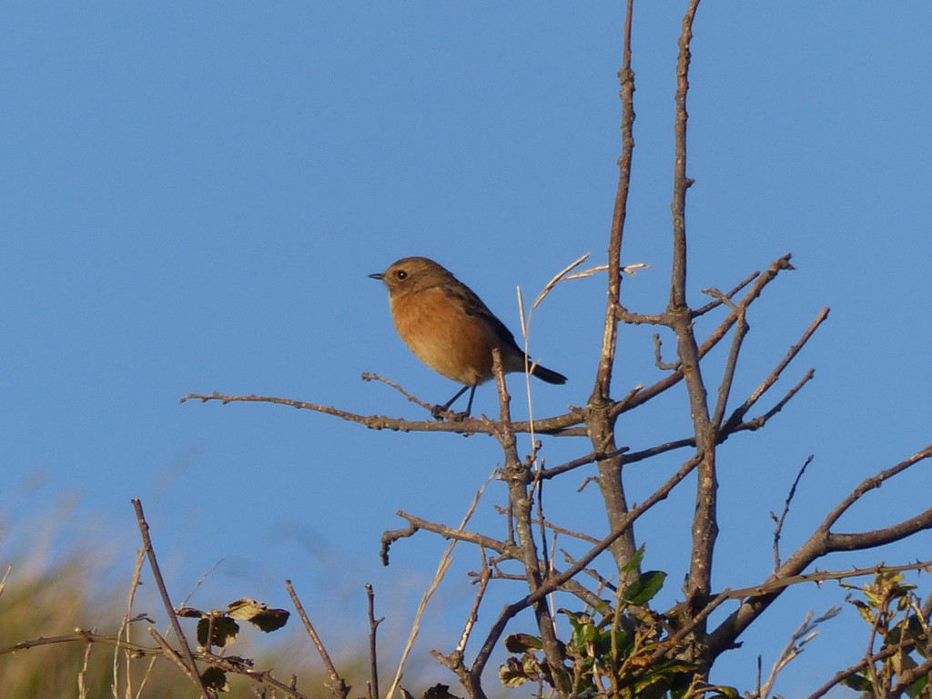  Female Stonechat ( I think) by susiemc