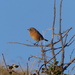  Female Stonechat ( I think) by susiemc