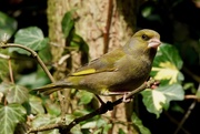 2nd Apr 2018 - MISTER GREENFINCH TWO