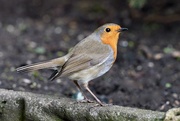 2nd Apr 2018 - ANOTHER ROBIN