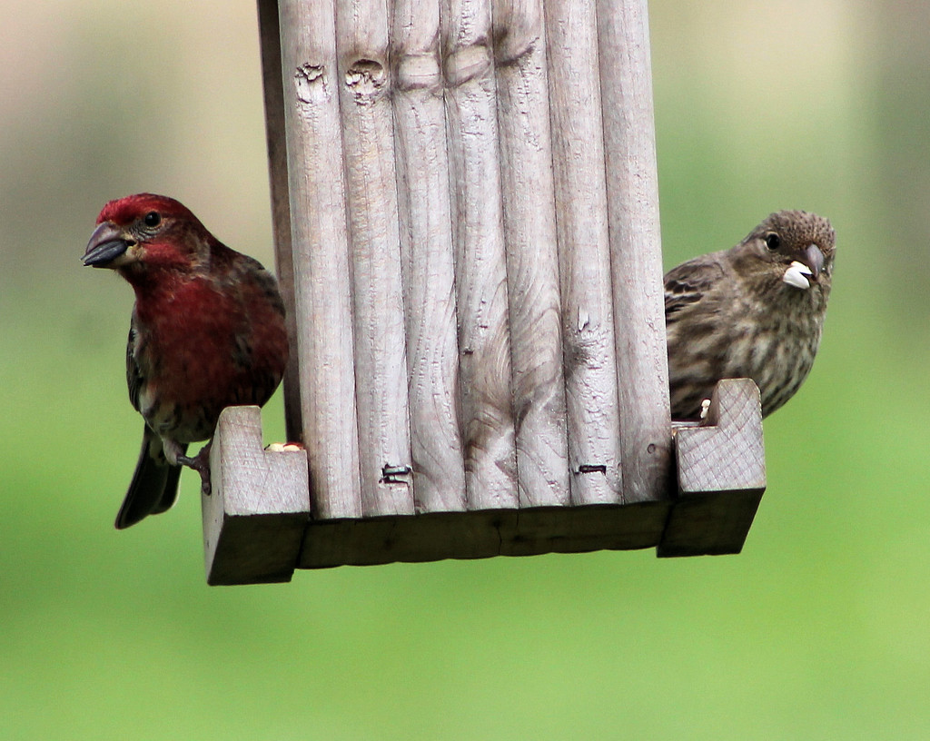 The Finches by cjwhite