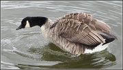 1st Apr 2018 - Thoughtful Canada Goose.