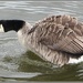 Thoughtful Canada Goose. by grace55