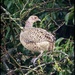 Pheasant in tree! by jokristina