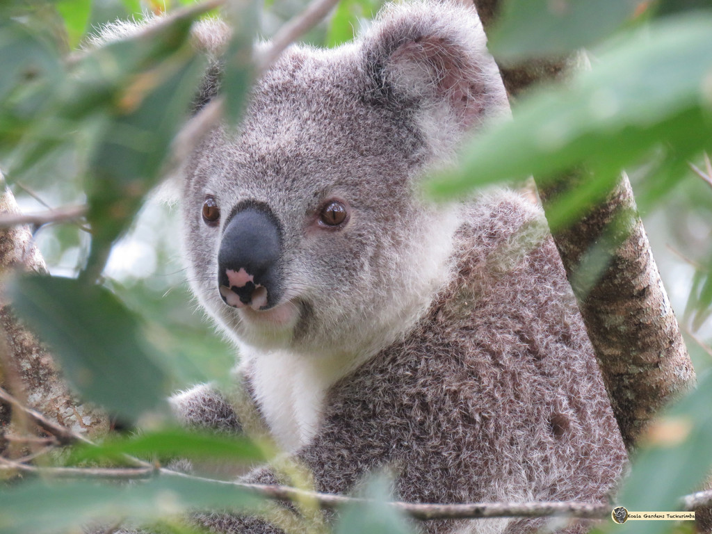meet Pinky by koalagardens